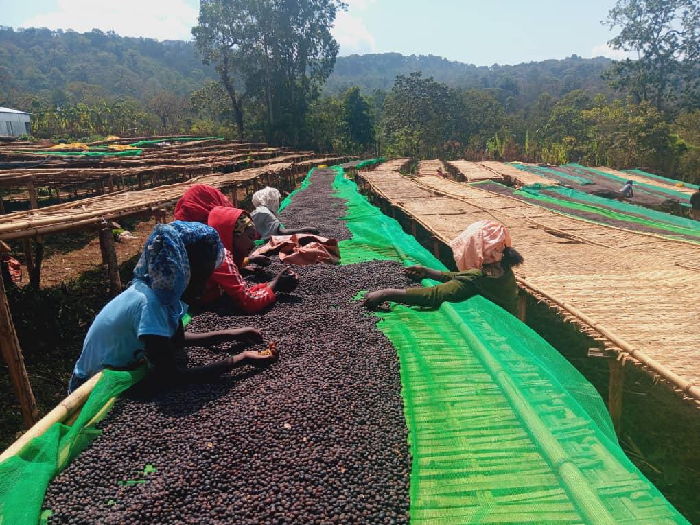 Woman led coffee bean processing